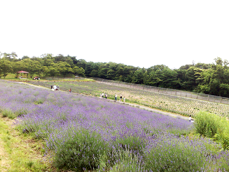 メナード青山リゾート