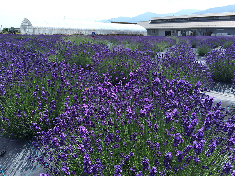 池田町ハーブセンター