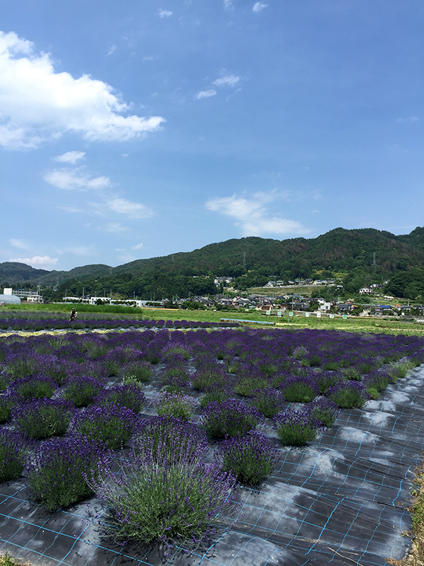 池田町ハーブセンター