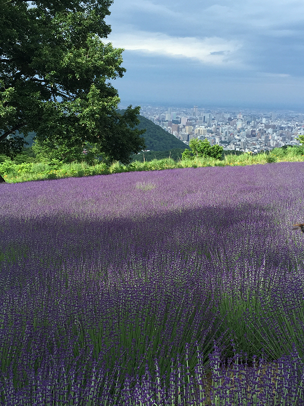 幌見峠ラベンダー園