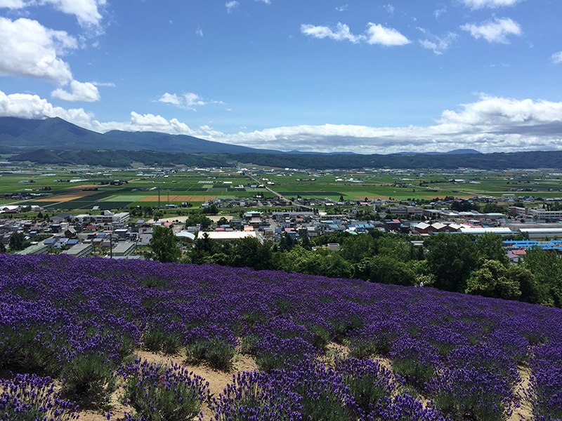 中富良野町営ラベンダー園