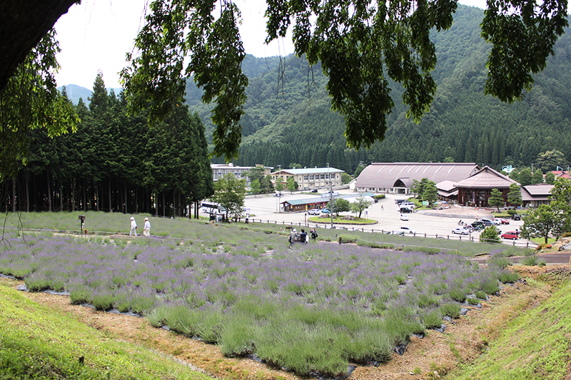 ひだ清見ラベンダー園