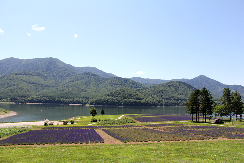 かなやま湖ラベンダー園