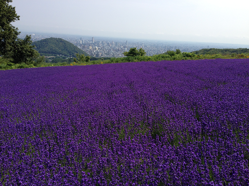 幌見峠ラベンダー園