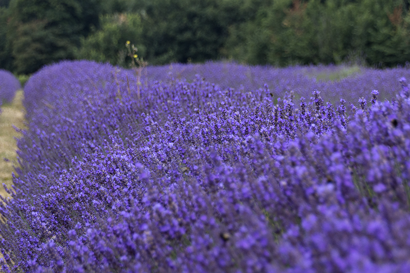 Mayfield Lavender