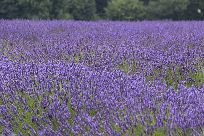 Mayfield Lavender