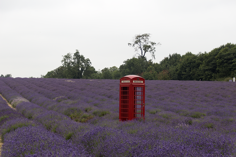 Mayfield Lavender