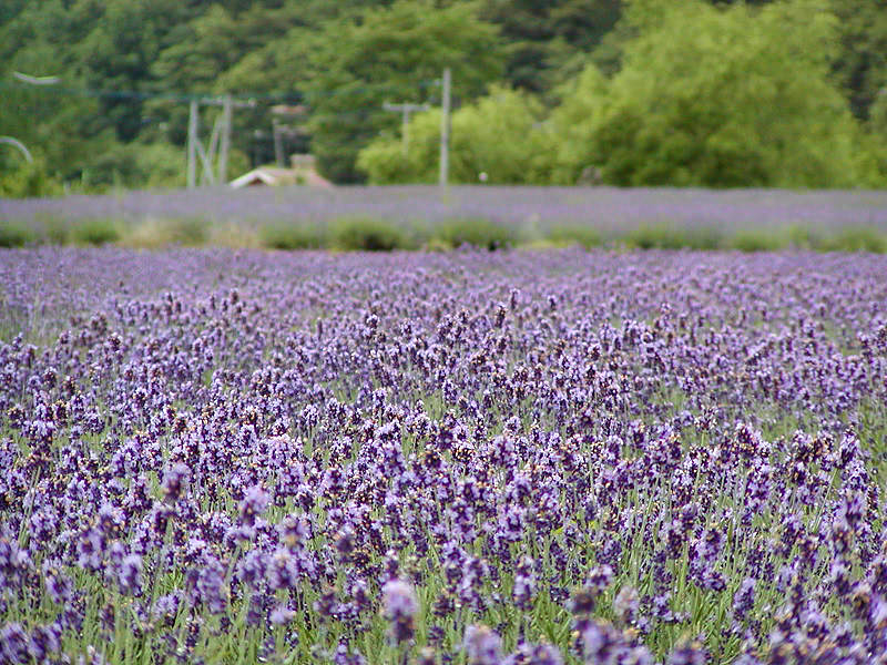 山部自然公園太陽の里