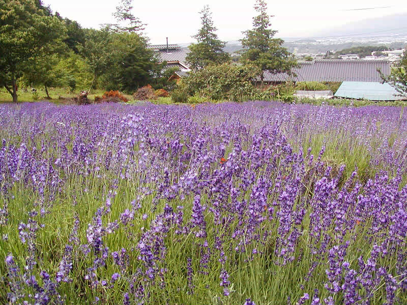 花工房　山ぼうし