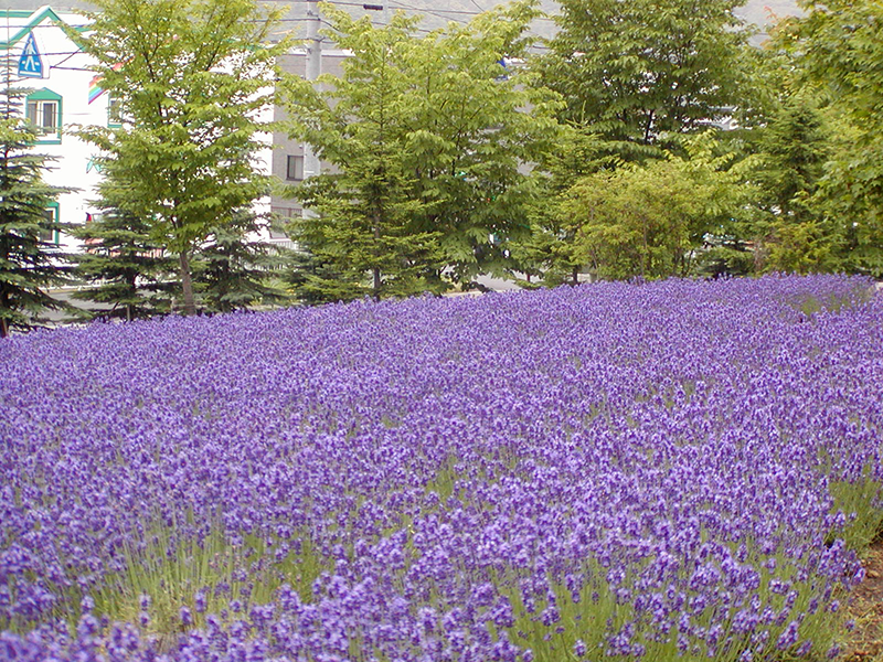 東海大学札幌キャンバス