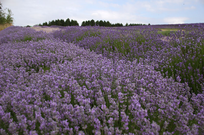 Cotswold Lavender