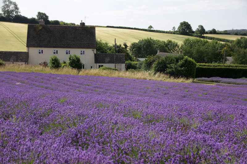 Cotswold Lavender