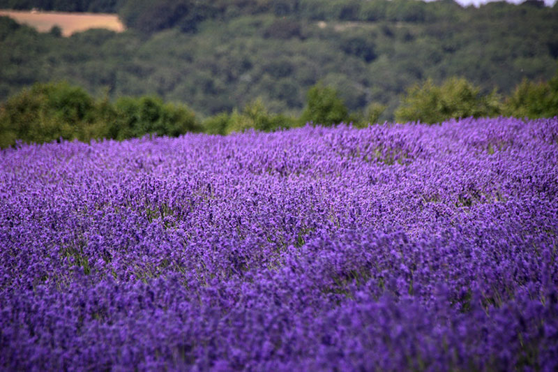 Cotswold Lavender