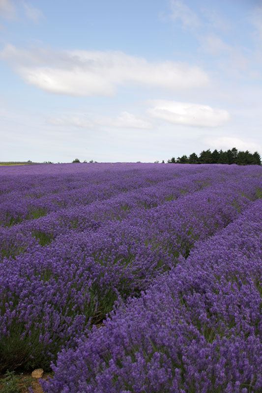 Cotswold Lavender