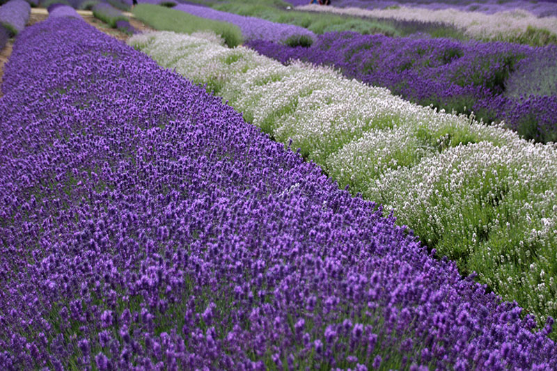 Cotswold Lavender