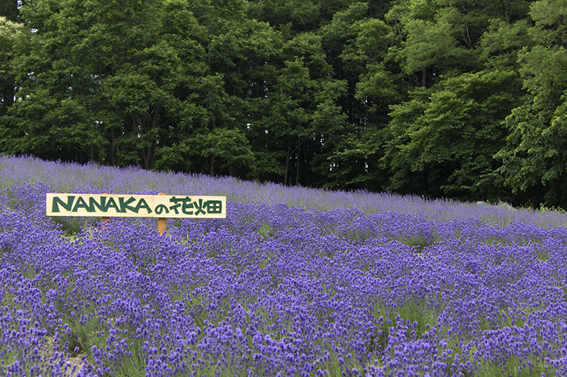 NANAKAの花畑