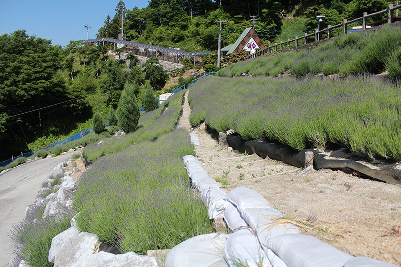 あぶくま洞ラベンダー園