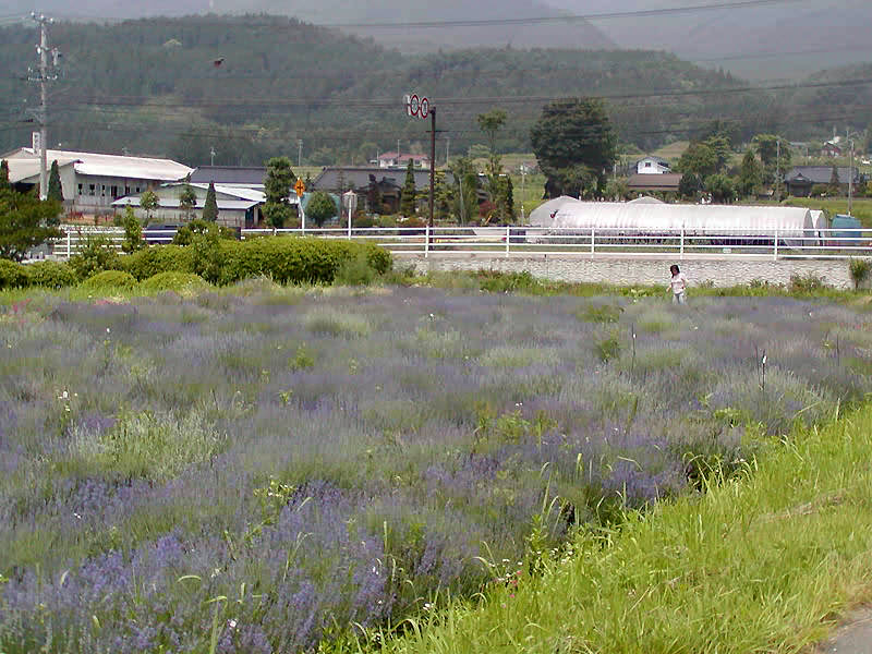 春日平ラベンダー園