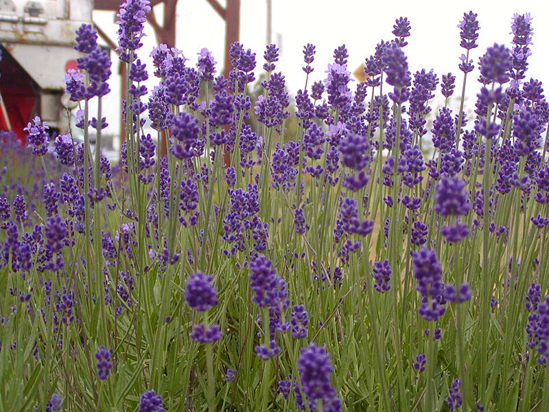 道の駅 花の里いいじま