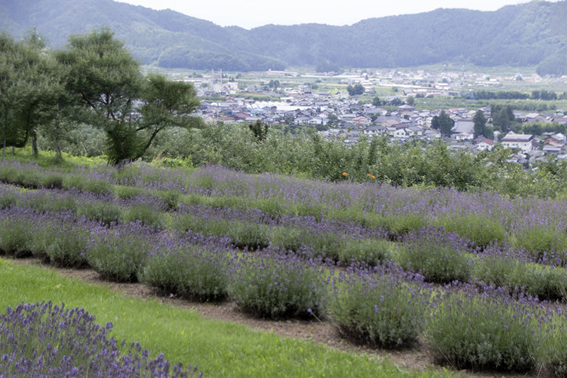 小出屋ラベンダー園 長野県 香る庭