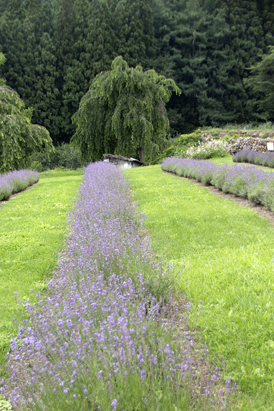 小出屋ラベンダー園 長野県 香る庭