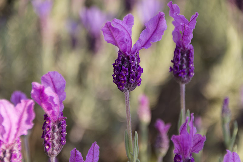 ザプリンセス Lavandula Stoechas Subsp Pendunculata The Princess 香る庭