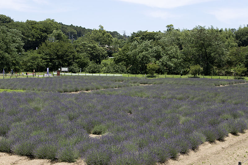 千年の苑ラベンダー園