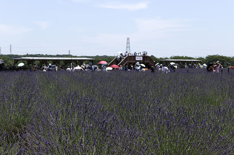 千年の苑ラベンダー園